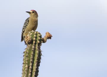 San Pedro